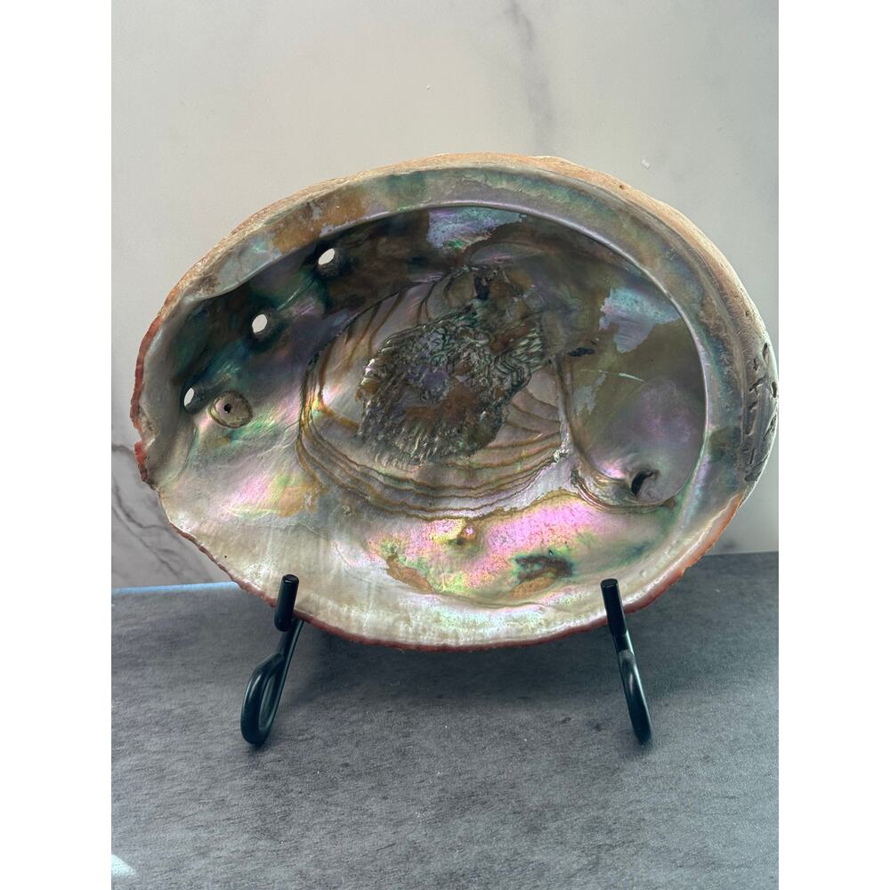 Abalone Mother of Pearl Shell 7x6x2 - Picture 2 of 9